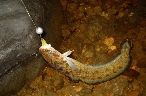 Ловля налима