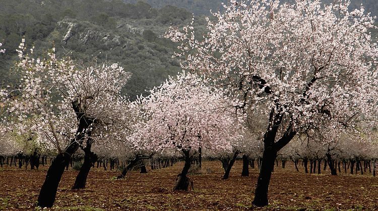 Конец зимы — идеальное время для посещения Майорки: вот куда пойти и чем заняться