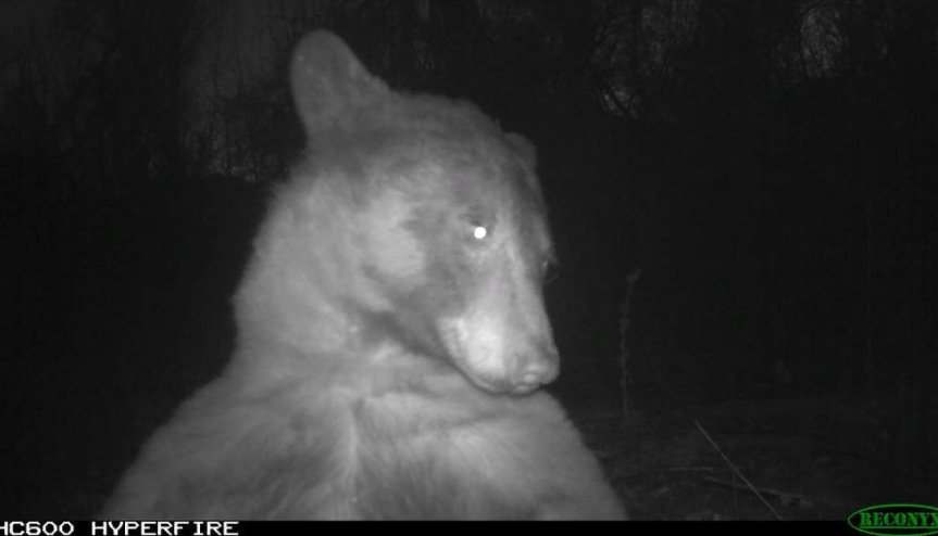 Медведь стал вирусным после того, как сделал 400 селфи с помощью камеры наблюдения за дикой природой в Колорадо.