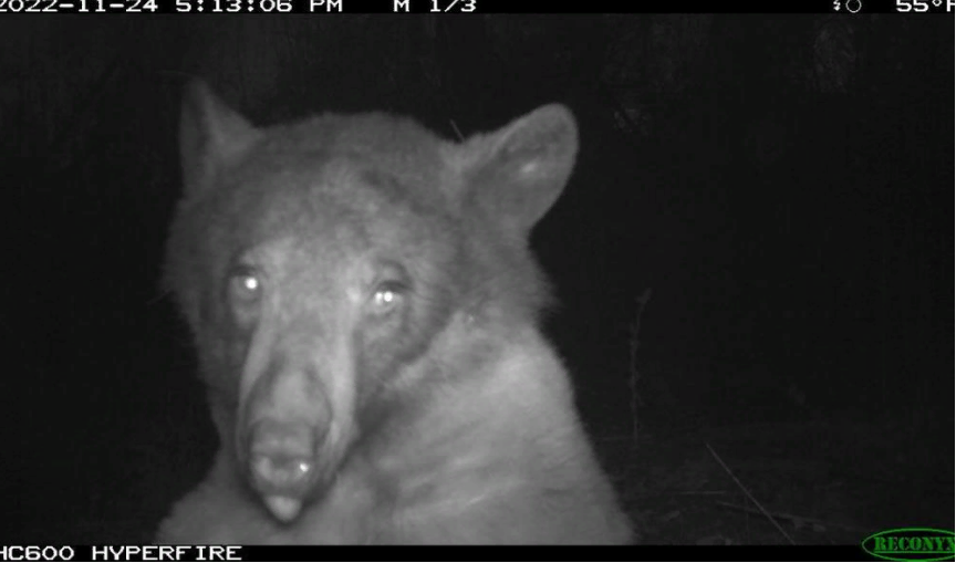 Медведь стал вирусным после того, как сделал 400 селфи с помощью камеры наблюдения за дикой природой в Колорадо.