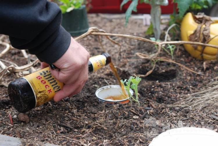 Необычные свойства пива, о которых вы не знали