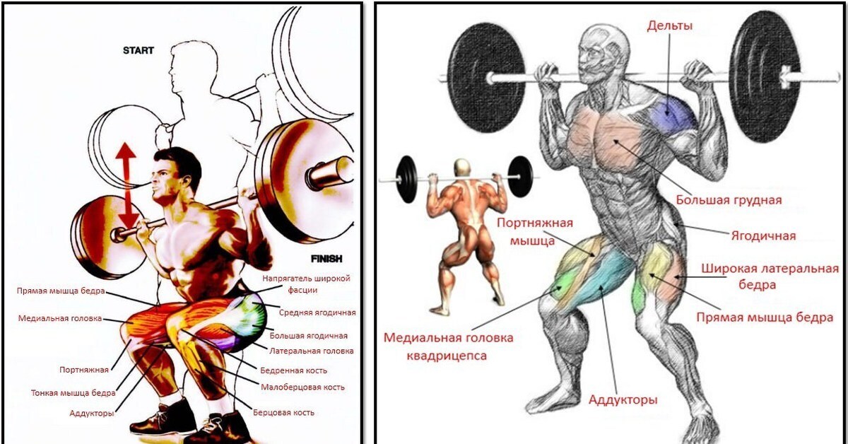 Некоторые сведения об анатомии ног|Комплекс упражнений для ног в тренажёрном зале и в домашних условиях| Растяжка для ног.