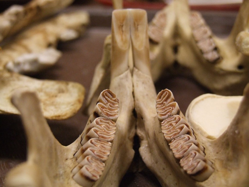 Самые сильные зубы на земле. Удивительные факты о бобрах.