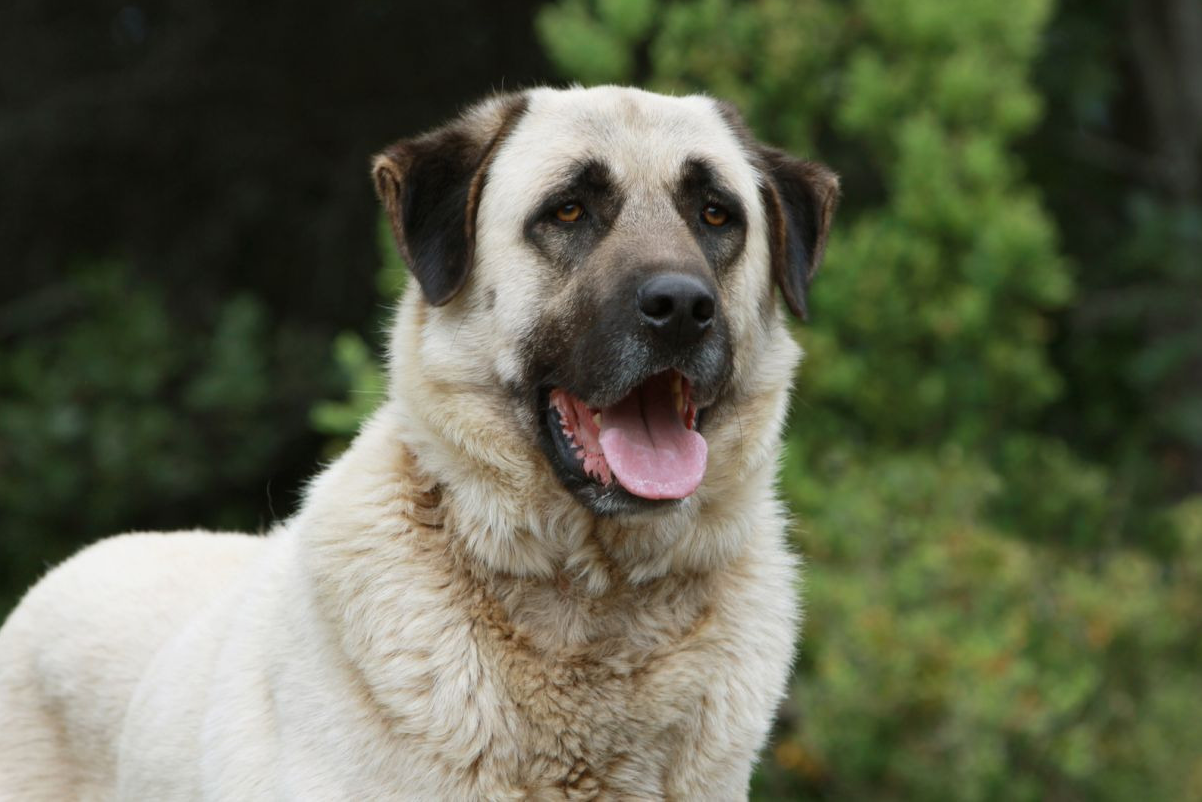 Кангалу не страшна стая волков.