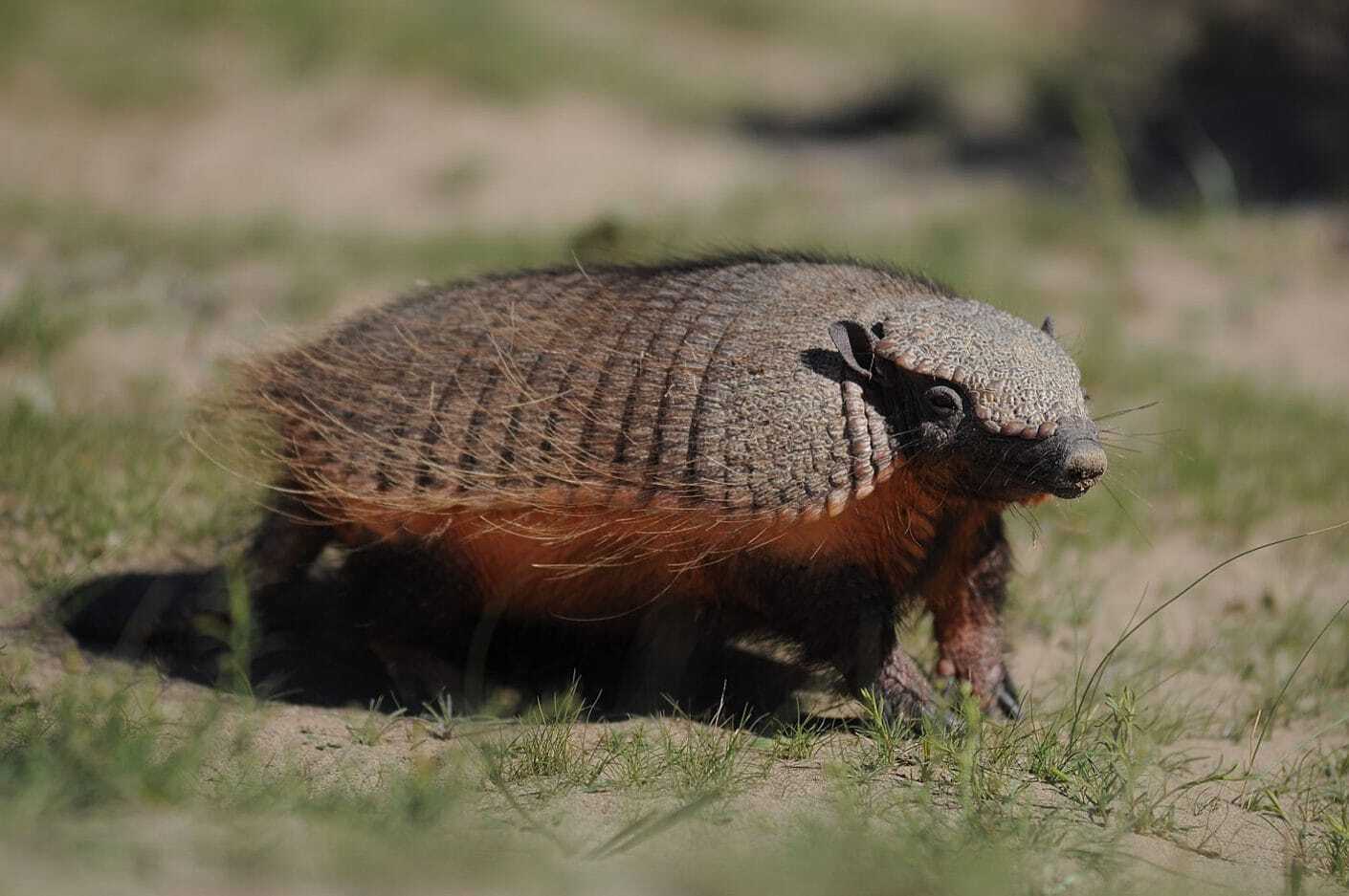 Самые зубастые животные – список, описание, фото