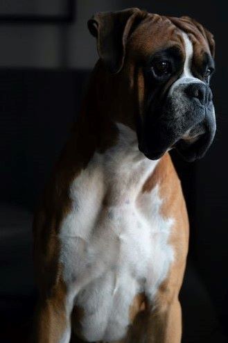 Пять полезных служебных собак.