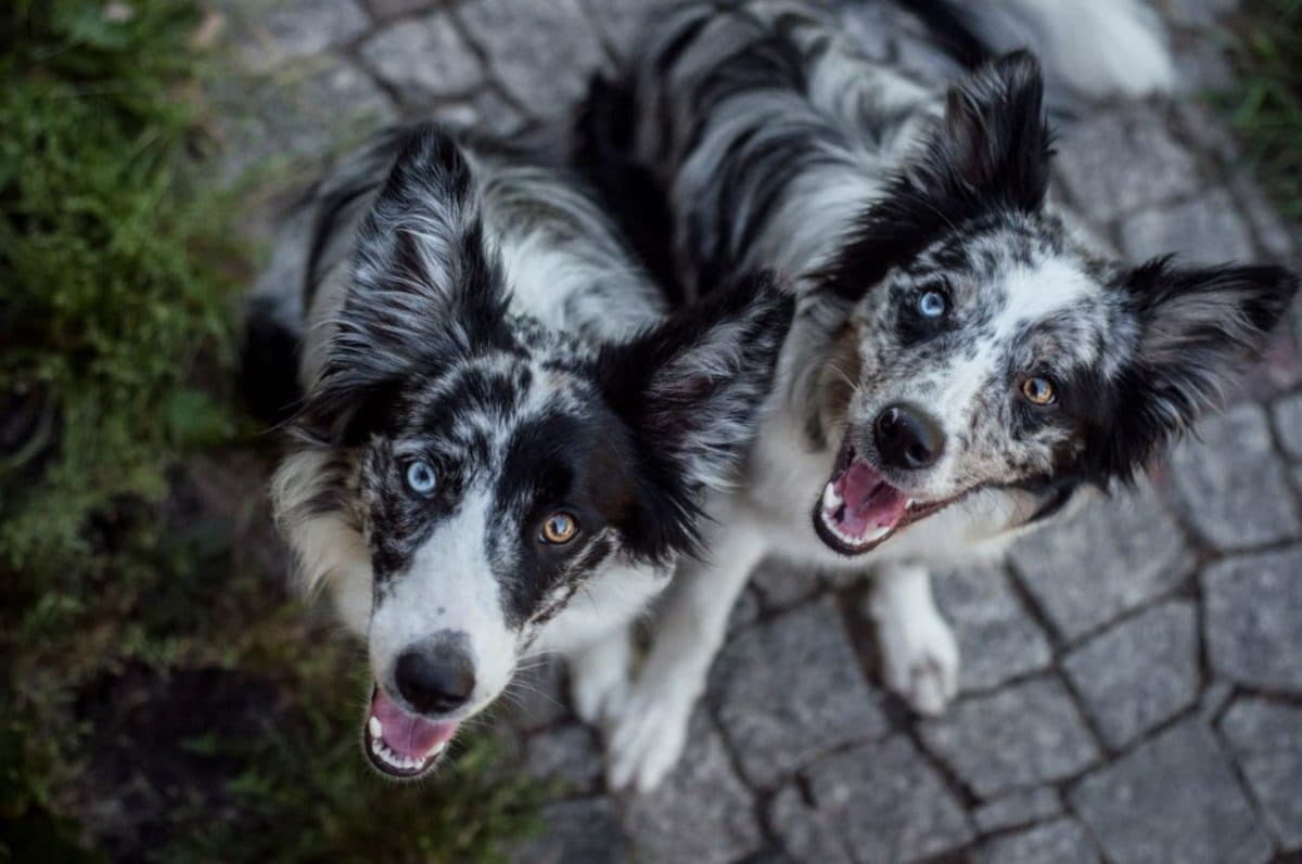 Команды могут соревноваться с другими спортивными командами за очки, а за очки можно покупать специальные карты, которые могут повысить ...