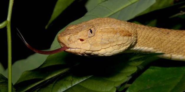 Факты об острове Снейк: самый смертоносный остров в мире