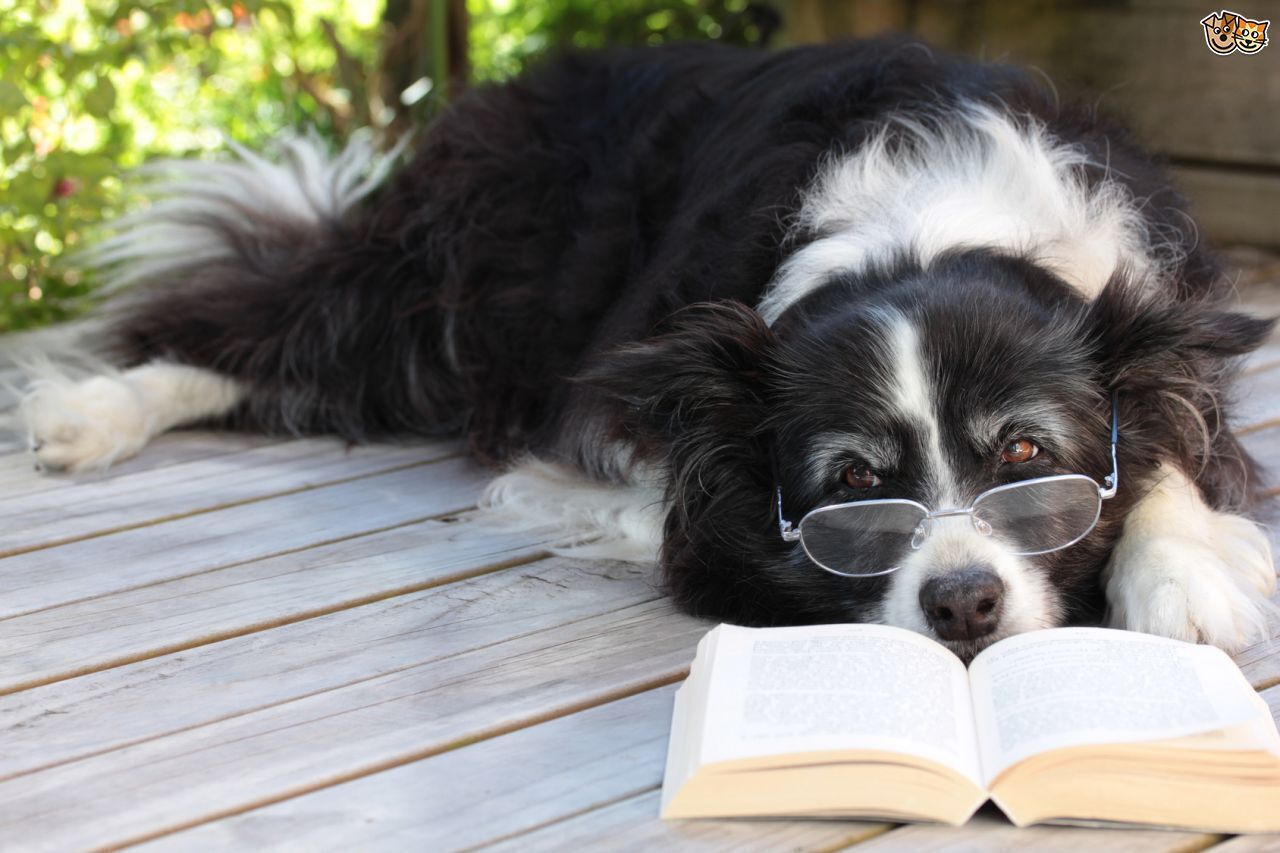 Топ - 5 самых умных собак