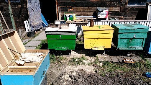 На, что необходимо обратить внимание при покупке пчел.