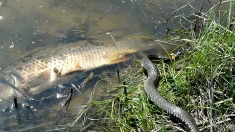 Ездили за налимом на реку Вятку