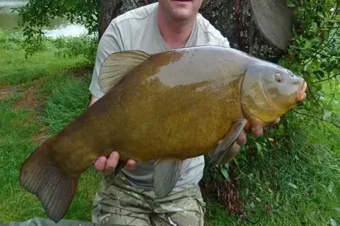 Браславский линь/