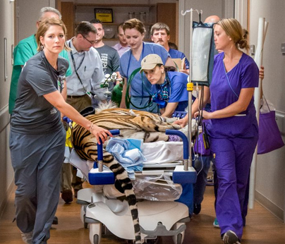 Живой талисман ЛГУ ТИГР возвращается в освещенный солнцем вольер через день после лечения рака