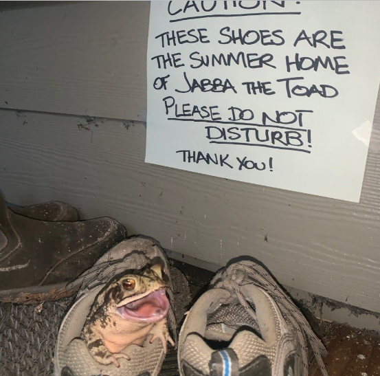 Жаба украла туфлю и сердце женщины