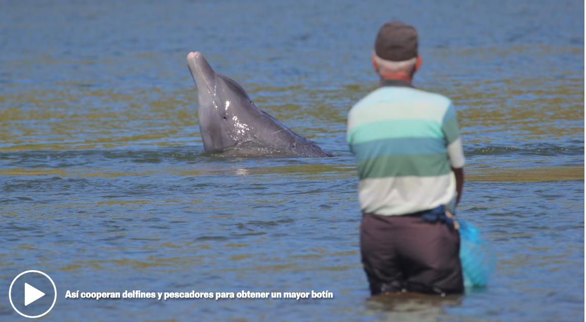 Дельфины сотрудничают с рыбаками-кустарями ради большего улова