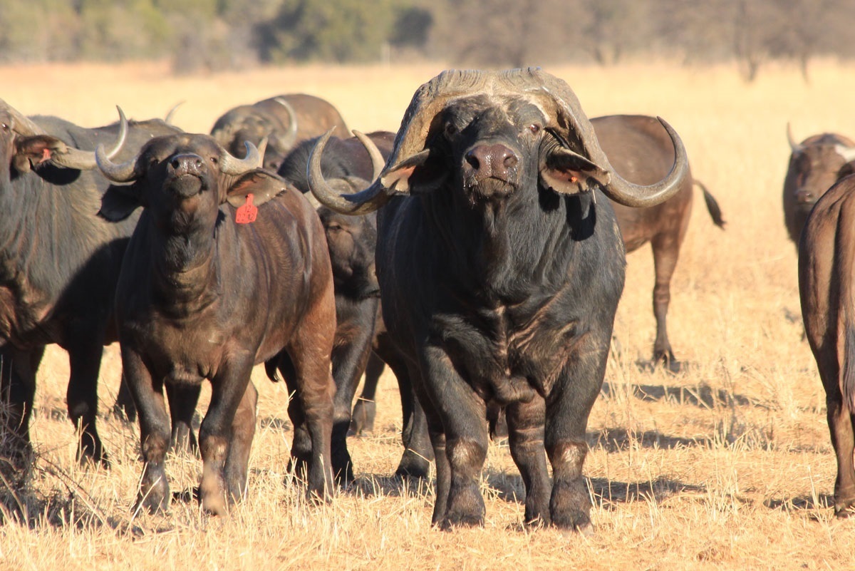 Познакомьтесь с Хорисон, самым дорогим животным в мире, которое стоит больше, чем руководители зарабатывают за годы