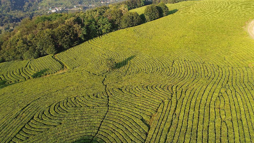 Краснодарского чая больше не будет. Генпрокуратура изъяла в пользу Сочинского Национального парка все земли чаеводов