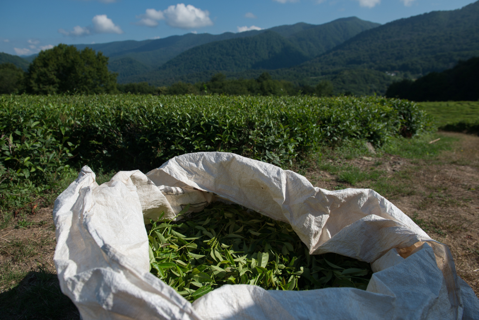 Краснодарского чая больше не будет. Генпрокуратура изъяла в пользу Сочинского Национального парка все земли чаеводов