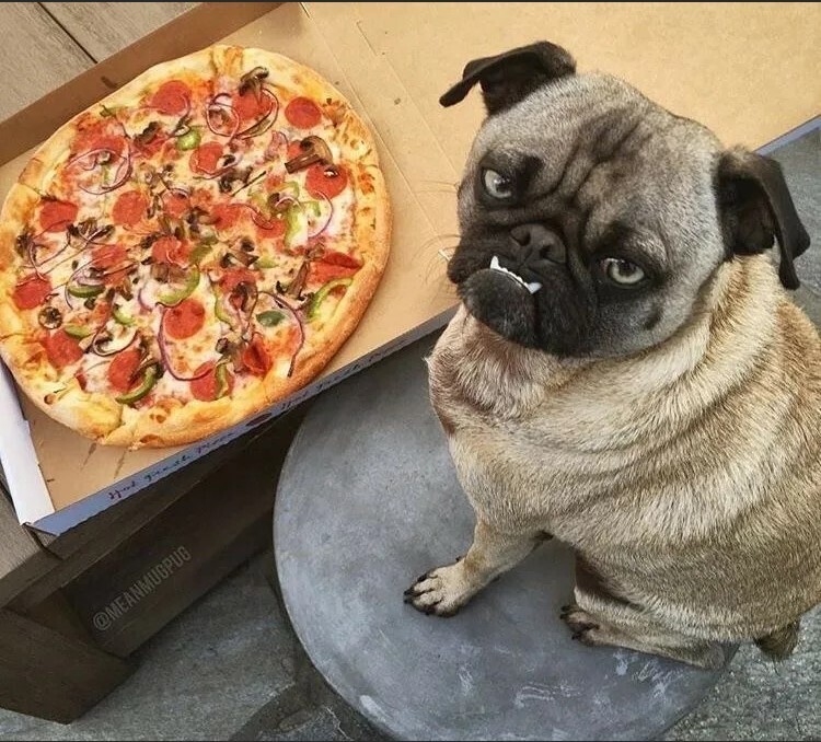 Можно ли угостить пушистого друга чем-нибудь сладеньким?