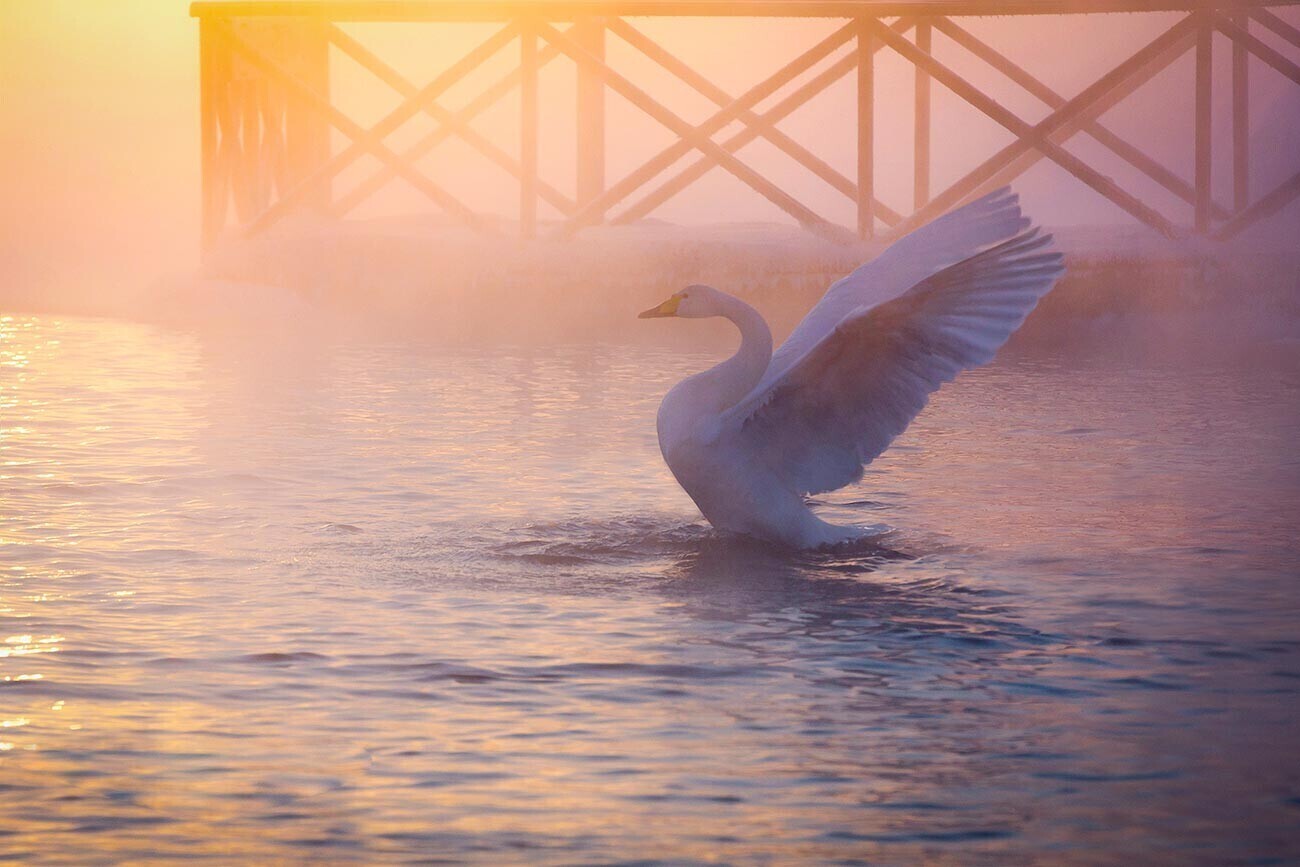 Захватывающее ‘Лебединое озеро’ Сибири на фотографиях