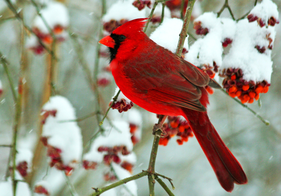 «Рождество и красный кардинал» – книга, от которой в душе зацветают камелии