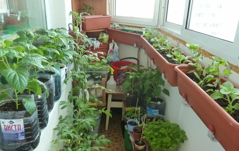 Совет садоводам отказаться от самостоятельного сохранения семян.