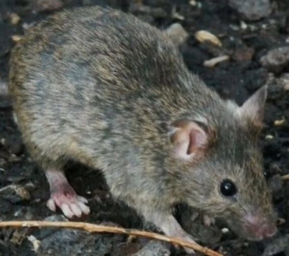 Как избавиться от грызунов, дома, на даче.