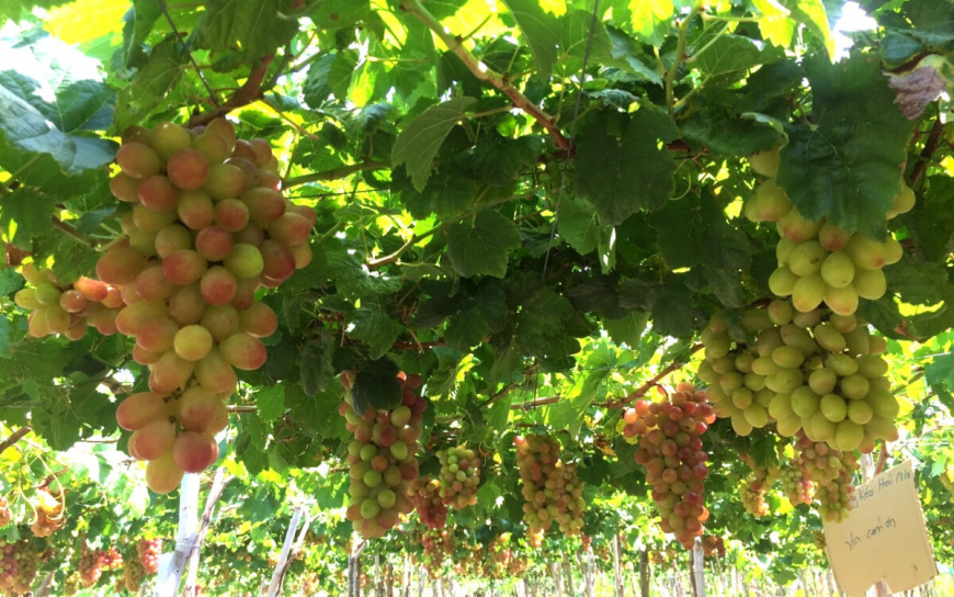 Посетите виноградники Нинь Туан