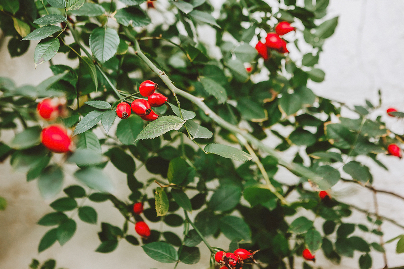 Чем полезен шиповник и как его заваривать?