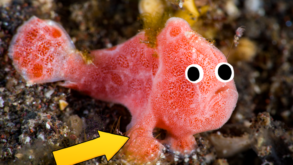 30 сумасшедших забавных фактов, которые поразят вас