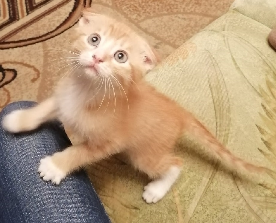 А Вы знаете всё про кошек? Давайте проверим...