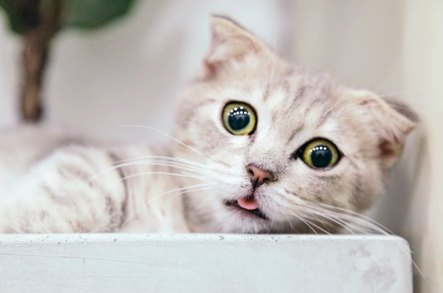 Какие игрушки безопасны для взрослых кошек?