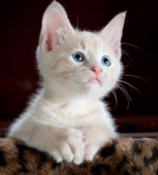 7 советов по снижению стресса вашей кошки при посещении ветеринара