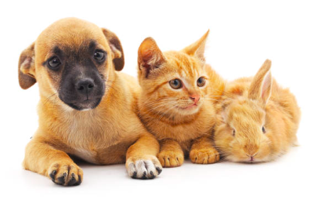 Могут ли кролики жить с собаками или кошками?