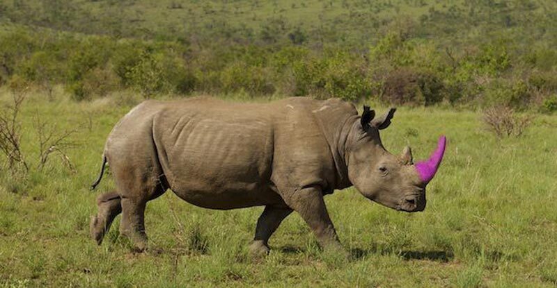 Эта гениальная идея может навсегда покончить с браконьерством