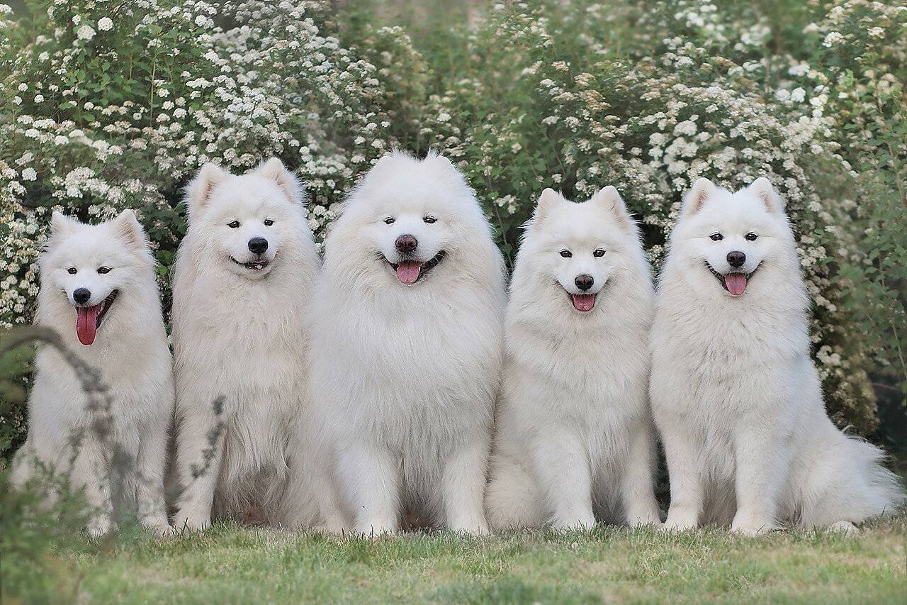 Герои в собачьих упряжках. День ездовой собаки или причём тут вакцина от дифтерии.