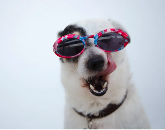 Помогите! Наш щенок ненавидит, когда его расчесывают!