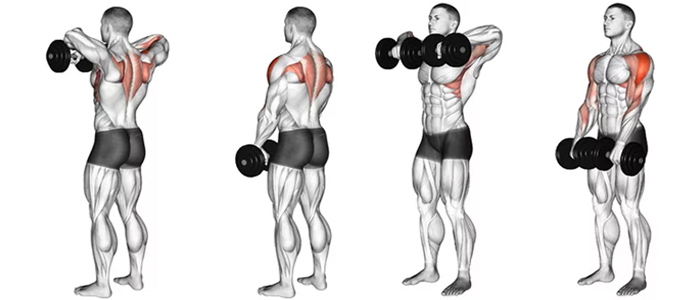 Немного об анатомии плеч| Разминка плеч| Основные упражнения на плечи| Подведение итогов в выполнении упражнений