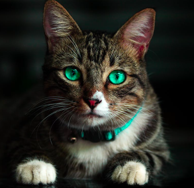 Наши взрослые кошки: Что происходит в возрасте 5-6 лет