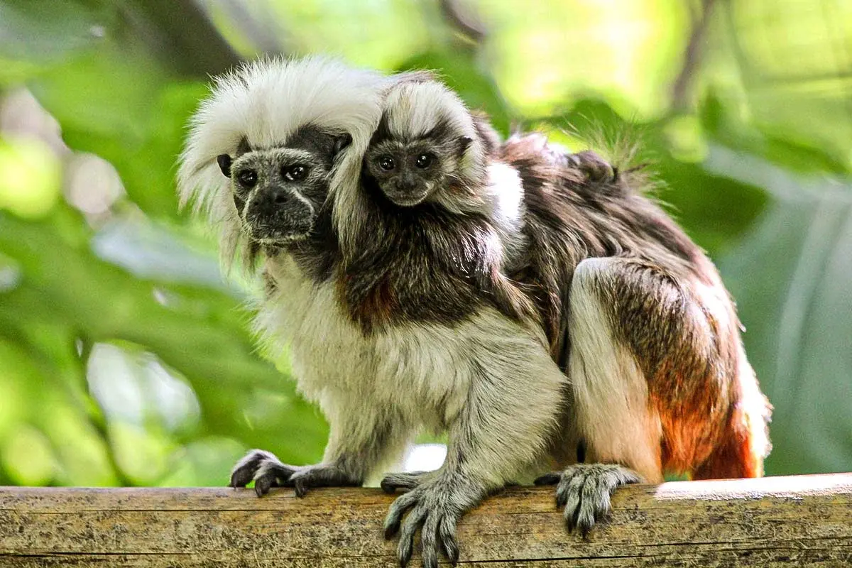 Кто целенаправленно уничтожает животных в зоопарке?