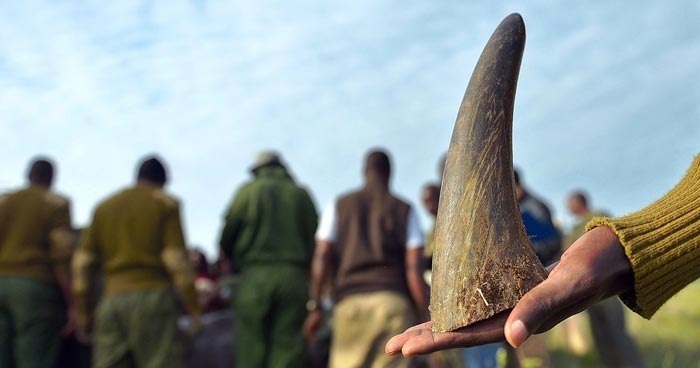 Эта гениальная идея может навсегда покончить с браконьерством