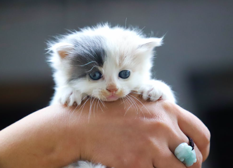 9 шагов по уходу за котятами - руководство владельца кошки