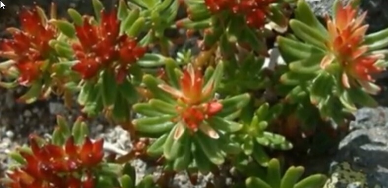 Лечебные свойства родиолы розовой (золотой корень)