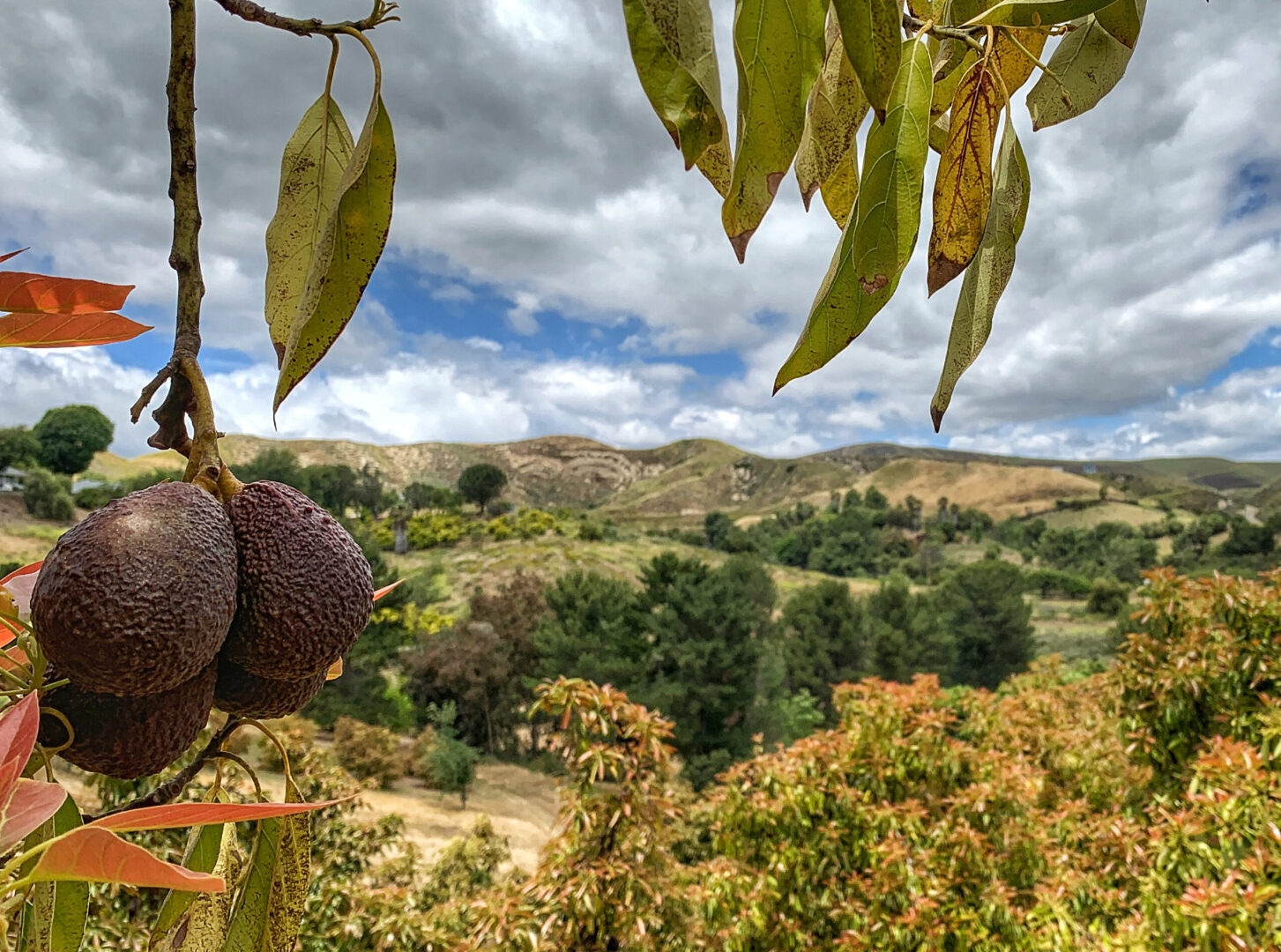 Стремитесь к желудку