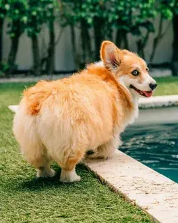 Короткие и изогнутые хвосты у собак связаны с аномалиями позвоночного столба