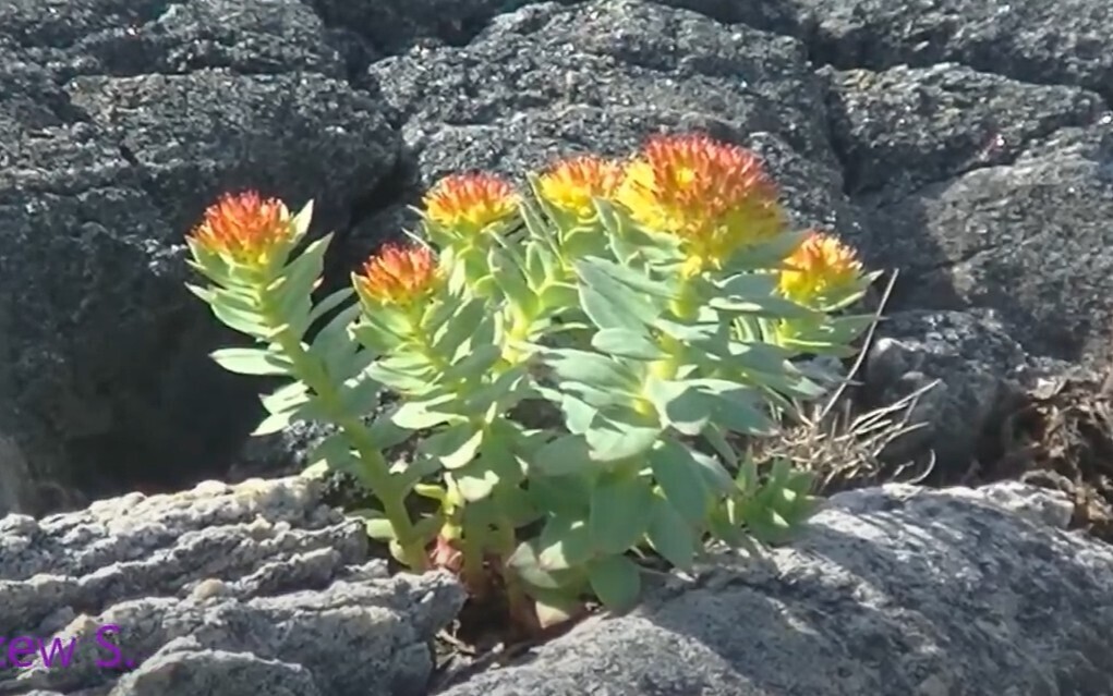 Лечебные свойства родиолы розовой (золотой корень)