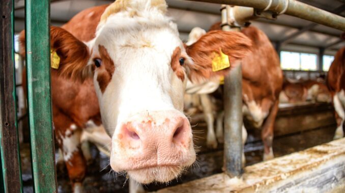 Китай заявляет, что успешно клонировал 3 высокопродуктивных «суперкоров»