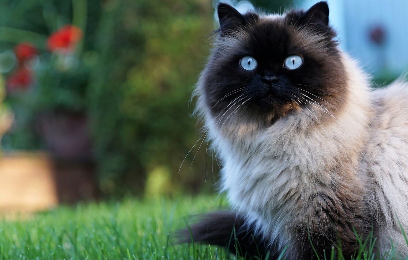 Какие породы кошек самые послушные?