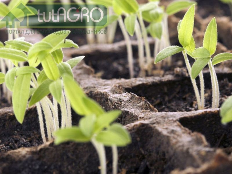 Пять ошибок при выращивании рассады