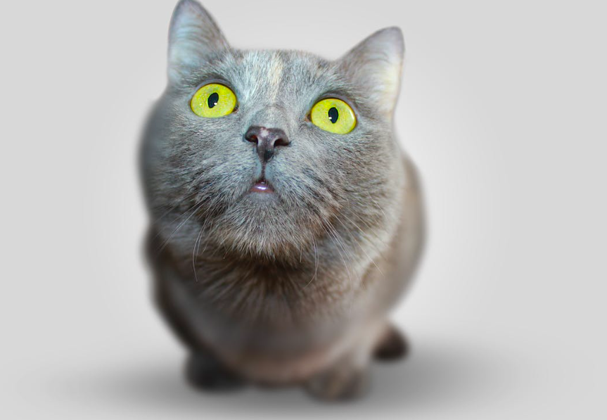 Какие игрушки безопасны для взрослых кошек?